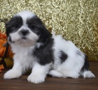 Prodám mini rozkošná očkovaná štěňata SHIH TZU