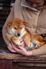 Japonský Shiba Inu