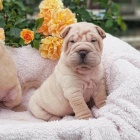 Prodám zdravá štěňata očkovaná shar-pei.