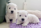 Prodám mini štěňata West Highland White Terriers