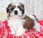Prodám hygienicky a sociálně vyškolená štěňata SHIH TZU