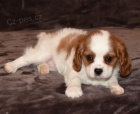 Prodám štěňata kavalír King Charles španěl.