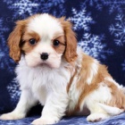 Prodám mini očkovaná štěňata Kavalír King Charles Spaniel.