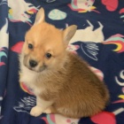 krásná a andělská štěňata Pembroke Welsh Corgi na prodej.