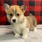 Prodám štěňata Pembroke Welsh Corgi.