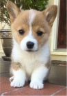 krásná a andělská štěňata Pembroke Welsh Corgi na prodej.