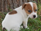 Prodám štěňata jack russell teriéra.