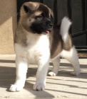 Prodám štěňata akita inu
