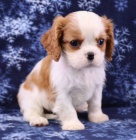 Prodám mini očkovaná štěňata Cavalier King Charles Spaniel.