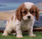Prodám mini očkovaná štěňata Kavalír King Charles Spaniel.