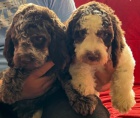 Lagotto Romagnolo na prodej