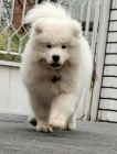 Samojed tata na prodej