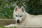 sibiřský husky KRÁSNÁ štěňátka