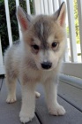 Prodám štěňata Pomskies (kříženec sibiřský husky a pomeranian)
