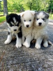 Prodám štěňata Pomskies