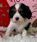 Prodám očkovaná štěňata Kavalír King Charles Spaniel.