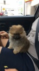 Prodám štěňata pomeraniana.