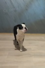Bostonský teriér štěňata na prodej