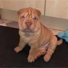 Prodám zdravá štěňata očkovaná shar-pei.