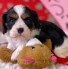 Prodám mini očkovaná štěňata Kavalír King Charles Spaniel.