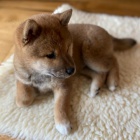 Prodám štěňata shiba inu