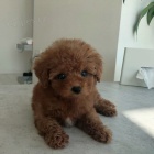 mini hračka štěňata pudla k adopci.