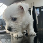 Prodám mini mini štěňata West Highland White Terriers