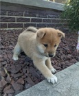štěňata shiba inu