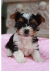 BEWEIR YORKIE ŠTĚŇATA