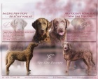 Chesapeake bay retriever s PP(jako hnědý labrador)