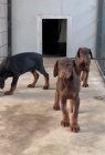 DOBERMAN štěňata na prodej