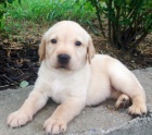 Prodám štěňata labradorského retrívra.
