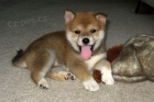 Štěně Red Shiba Inu k adopci