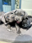 Prodám italská štěňata Cane Corso