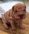 Prodám zdravá štěňata očkovaná shar-pei.