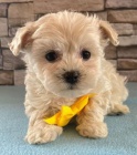 Prodám štěňata Maltipoo.