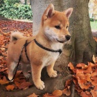 Prodám rozkošná miminka štěňata shiba inu
