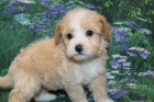 Prodám štěňata Maltipoo.