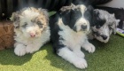 Prodm tata POODLE MIX COLLIE (Colliepoo nebo Colliedoodle).