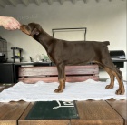 DOBERMAN štěňata na prodej