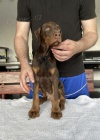 DOBERMAN štěňata na prodej