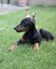 DOBERMAN štěňata na prodej