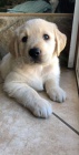 Prodám štěňata labradorského retrívra.