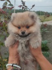 pomeranian krsn psy