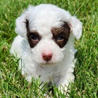 tata toy pudla Harlekna k adopci.