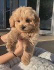 Prodám štěňata Cavapoo.