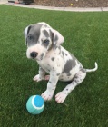 Prodm tata nmeck dogy