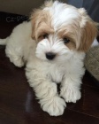 Prodám štěňata Maltipoo.
