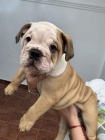 Prodám štěňata anglického buldočka