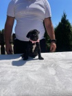Cane Corso tata